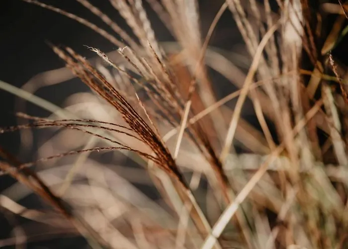 Rheinzeit-Weisweil